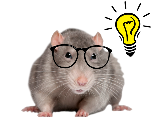 An intelligent rat.